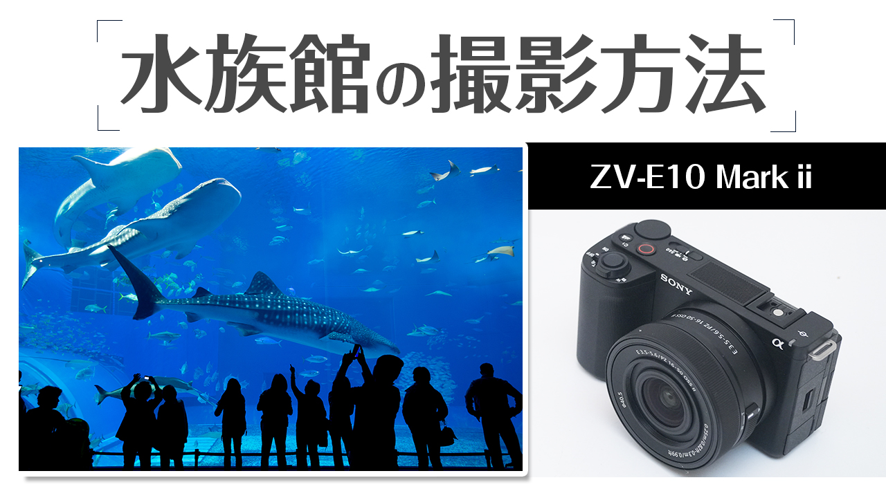 SONY ZV-E10 Ⅱ 水族館で失敗しない撮影方法 すぐできるテクニックを 